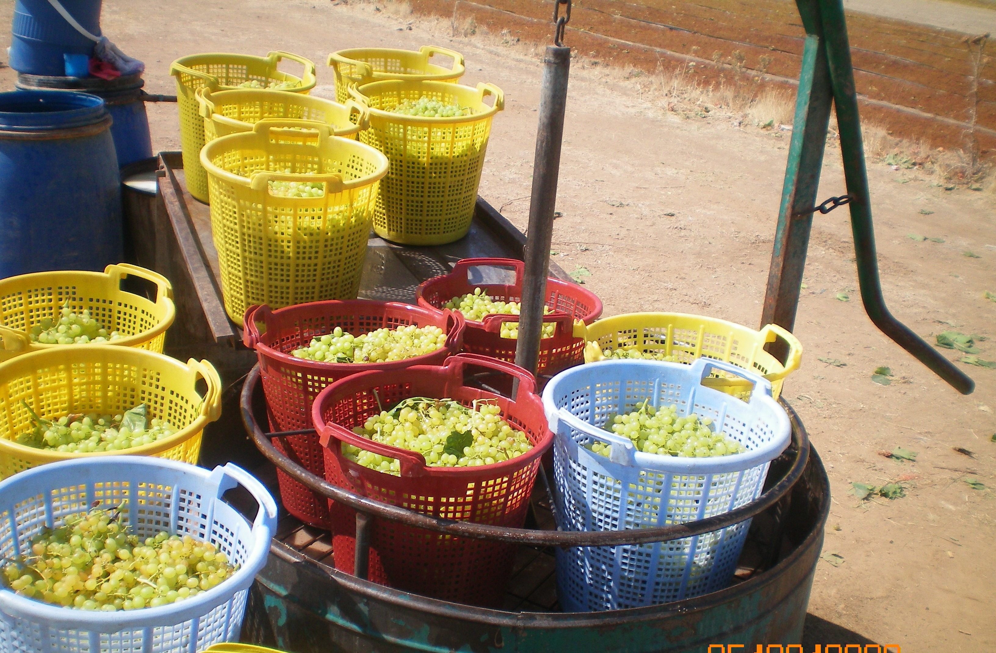 Çekirdeksiz kuru üzüm ihracatı 400 milyon doları aştı Çekirdeksiz kuru üzüm ihracatı